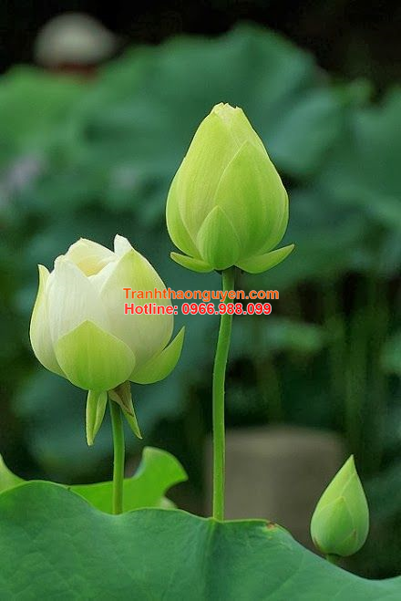 tranh-hoa-sen
