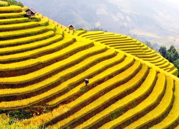 tranh-ruong-bac-thang