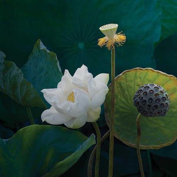 tranh-hoa-sen-trang-dep