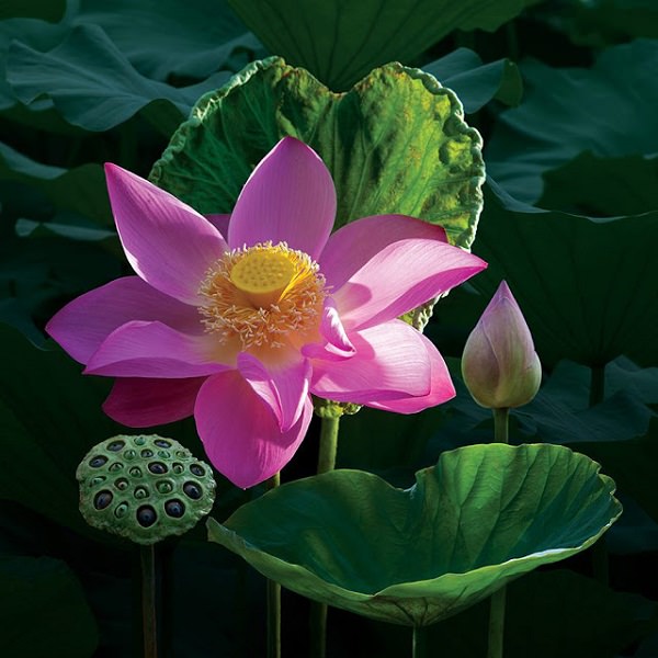 tranh-son-dau-hoa-sen